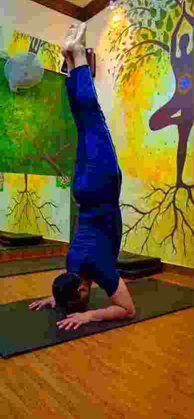 Young Woman Leading a Healthy Lifestyle and Practicing Yoga, Performs Ardha Pincha  Mayurasana Exercise, Dolphin Pose Stock Image - Image of asana, studio:  265036849